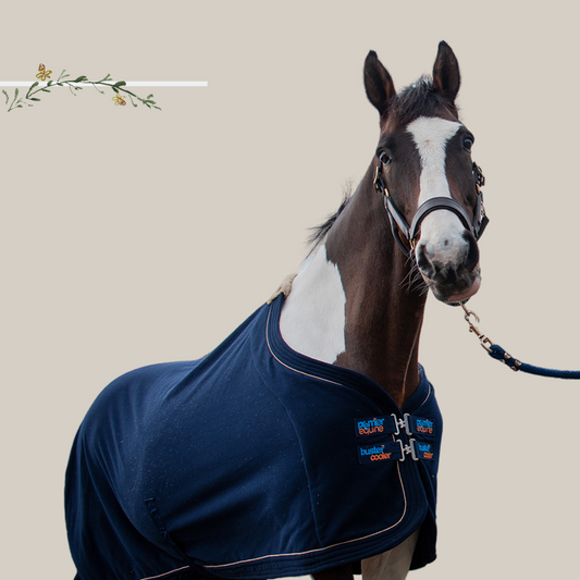 Balancing University and Equestrianism